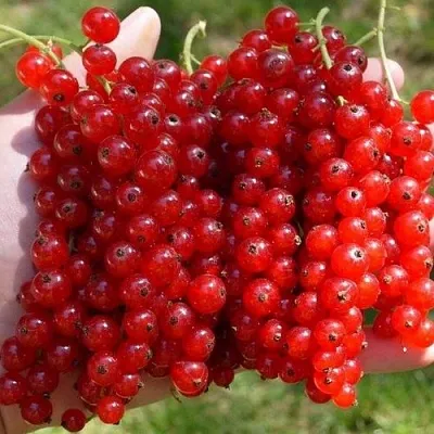 Смородина красная РЕД ПУЛ  Смородина красная РЕД ПУЛ в Тольятти