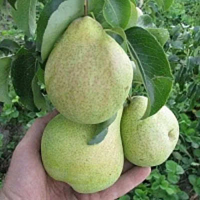 Груша КУДЕСНИЦА  Груша КУДЕСНИЦА в Тольятти