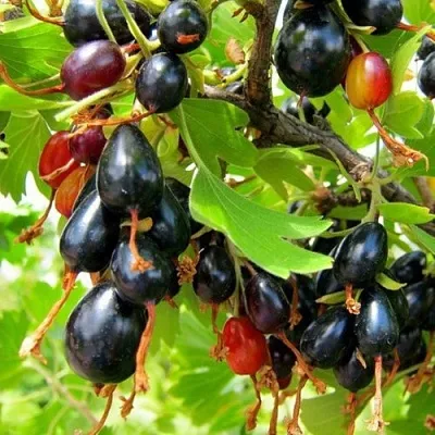 Смородина золотистая БОКАЛИНСКАЯ в Тольятти