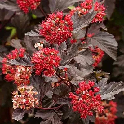 Пузыреплодник РЕД БАРОН  Пузыреплодник РЕД БАРОН в Тольятти