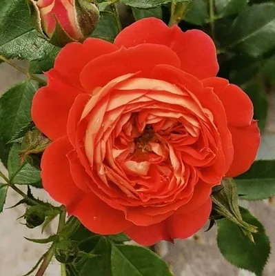 Саженцы роз СТАРЛЕТ РОУЗ КАРМЕН плетистая  Саженцы роз СТАРЛЕТ РОУЗ КАРМЕН плетистая в Тольятти