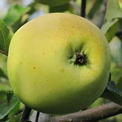 Яблоня РОССИЯНКА  Яблоня РОССИЯНКА в Тольятти