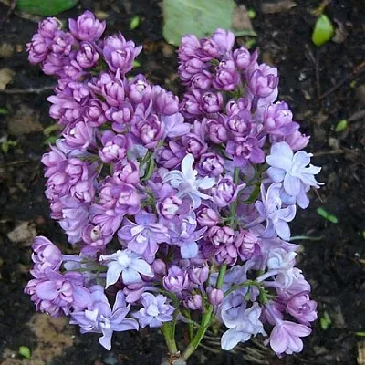 Сирень НАДЕЖДА  Сирень НАДЕЖДА в Тольятти