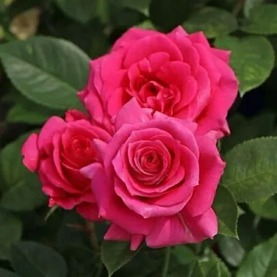 Саженцы роз ЛАВ ЛЕТТЕР флорибунда  Саженцы роз ЛАВ ЛЕТТЕР флорибунда в Тольятти