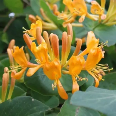 Жимолость ТЕЛЬМАНА в Тольятти