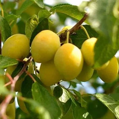 Слива ОЧАКОВСКАЯ ЖЕЛТАЯ в Тольятти