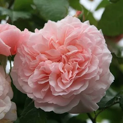 Саженцы роз РОЗ ДЕ ТОЛБИАК плетистая  Саженцы роз РОЗ ДЕ ТОЛБИАК плетистая в Тольятти