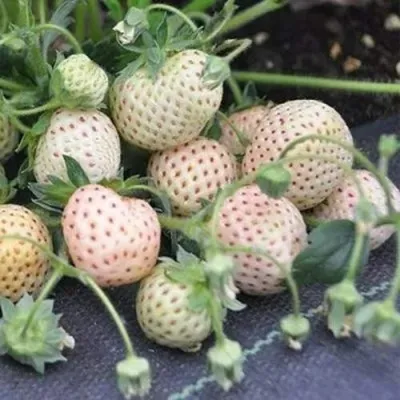 Клубника АНАНАСА ремонтантная в Тольятти