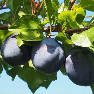 Слива ВОЛАТ в Тольятти