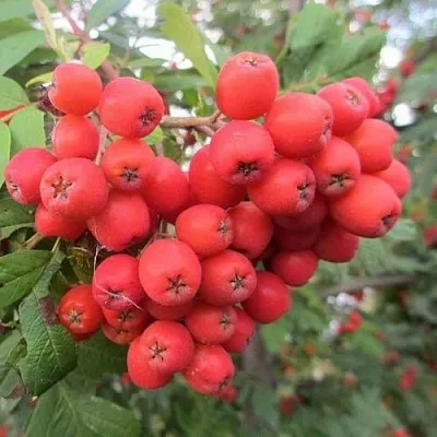 Рябина НЕВЕЖИНСКАЯ сладкоплодная  Рябина НЕВЕЖИНСКАЯ сладкоплодная в Тольятти