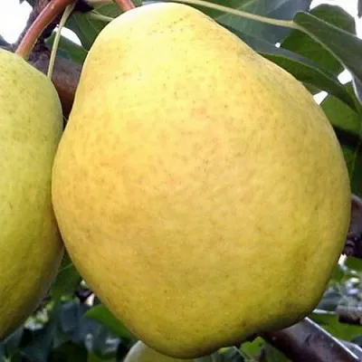 Груша ОСЕННИЙ ВЕЛИКАН  Груша ОСЕННИЙ ВЕЛИКАН в Тольятти