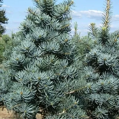 Пихта КОНКОЛОР  Пихта КОНКОЛОР в Тольятти