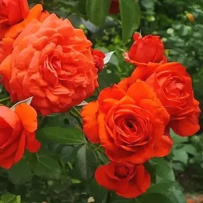 Саженцы роз МАЙНТАУЭР плетистая  Саженцы роз МАЙНТАУЭР плетистая в Тольятти