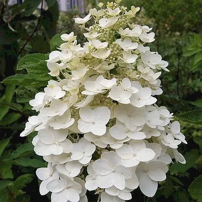 Гортензия КИУШУ метельчатая в Тольятти