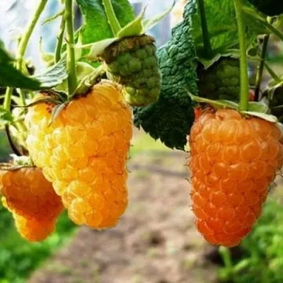 Малина ОРАНЖЕВОЕ ЧУДО  Малина ОРАНЖЕВОЕ ЧУДО в Тольятти