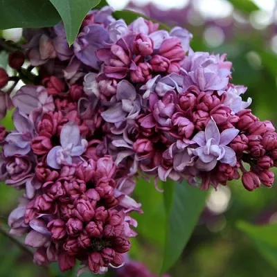 Сирень П.П.КОНЧАЛОВСКИЙ  Сирень П.П.КОНЧАЛОВСКИЙ в Тольятти