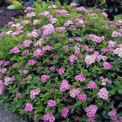 Спирея ЛИТЛ ПРИНЦЕСС японская  Спирея ЛИТЛ ПРИНЦЕСС японская в Тольятти