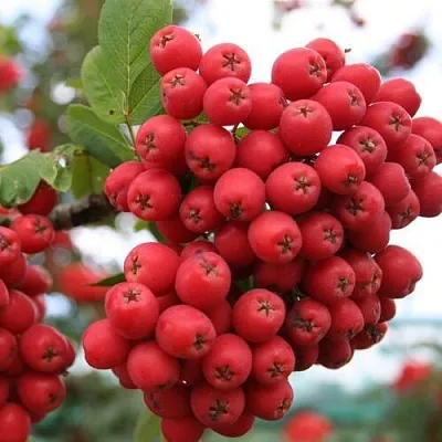 Рябина АЛАЯ КРУПНАЯ сладкоплодная  Рябина АЛАЯ КРУПНАЯ сладкоплодная в Тольятти