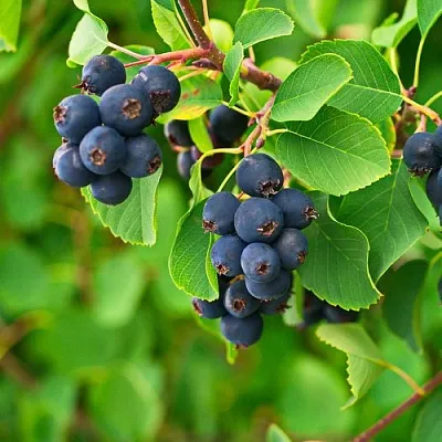 Ирга КОЛОСИСТАЯ в Тольятти