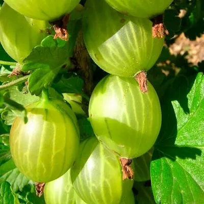 Крыжовник МАЛАХИТ  Крыжовник МАЛАХИТ в Тольятти