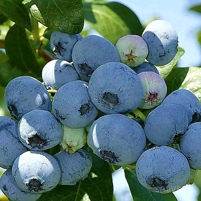 Голубика НУИ в Тольятти