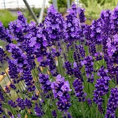 Лаванда ХИДКОТ БЛЮ узколистная  Лаванда ХИДКОТ БЛЮ узколистная в Тольятти