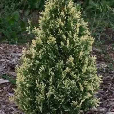 Туя БРАБАНТ ВАРИЕГАТТА западная в Тольятти