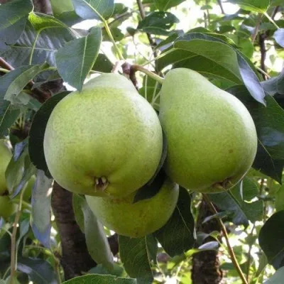 Груша МАСЛЯНИСТАЯ ЛЕТНЯЯ в Тольятти