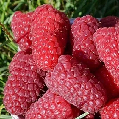 Малина САМОСВАЛ  Малина САМОСВАЛ в Тольятти