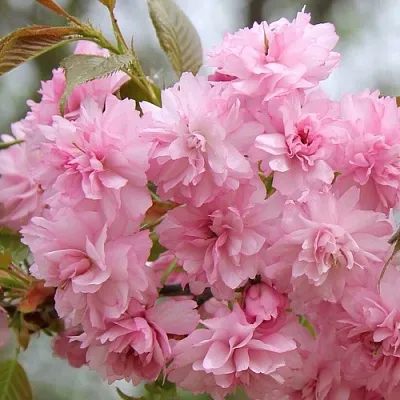 Сакура РОЗЕА ПЛЕНА  Сакура РОЗЕА ПЛЕНА в Тольятти