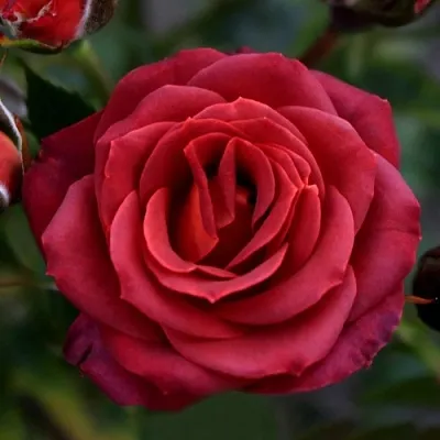 Саженцы роз ЧОКОЧИНО спрей  Саженцы роз ЧОКОЧИНО спрей в Тольятти