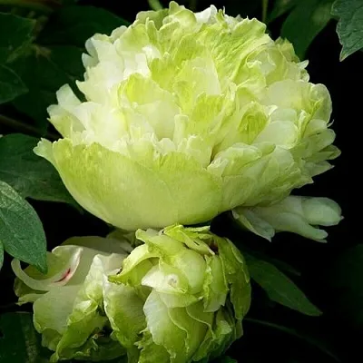 Пион ЗЕЛЕНЫЙ ШАР древовидный в Тольятти