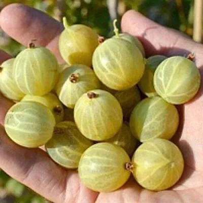 Крыжовник БЕРИЛЛ  Крыжовник БЕРИЛЛ в Тольятти