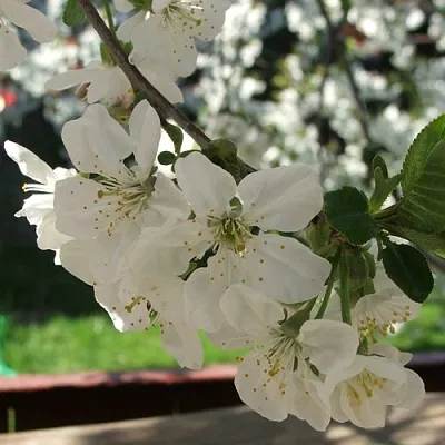 Вишня УМБРАКУЛИФЕРА  Вишня УМБРАКУЛИФЕРА в Тольятти