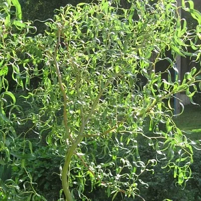 Ива МАТСУДАНА  Ива МАТСУДАНА в Тольятти