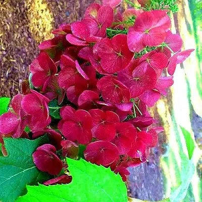 Гортензия АМЕТИСТ дуболистная в Тольятти