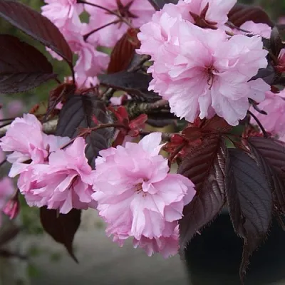 Сакура РОЯЛ БУРГУНДИ  Сакура РОЯЛ БУРГУНДИ в Тольятти