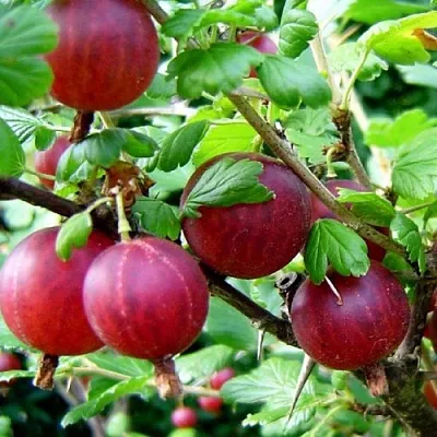 Крыжовник КОНСУЛ  Крыжовник КОНСУЛ в Тольятти