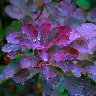Скумпия ГРЕЙС  Скумпия ГРЕЙС в Тольятти