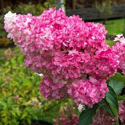 Гортензия МЕГА МИНДИ метельчатая в Тольятти