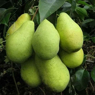 Груша ФЕВРАЛЬСКИЙ СУВЕНИР в Тольятти