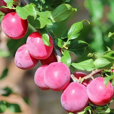 Алыча Алыча в Тольятти