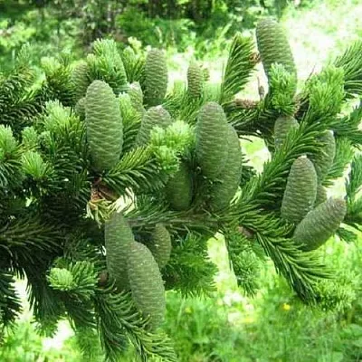 Пихта белая  Пихта белая в Тольятти