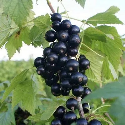 саженцы смородины саженцы смородины