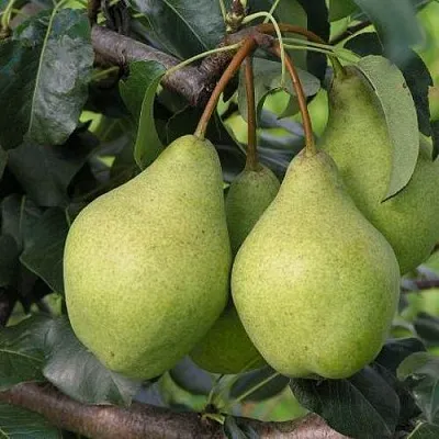 Груша ОРЛОВСКАЯ ЛЕТНЯЯ  Груша ОРЛОВСКАЯ ЛЕТНЯЯ в Тольятти