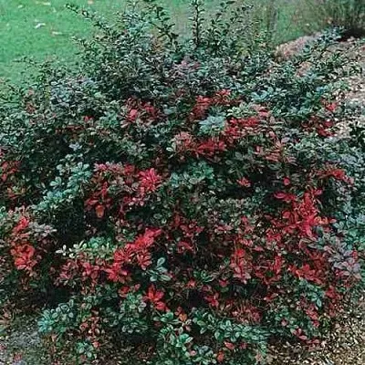 Барбарис РЕД ДЖЕВЕЛ средний   Барбарис РЕД ДЖЕВЕЛ средний  в Тольятти