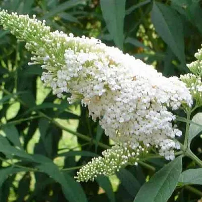 Буддлея давида ВАЙТ ПРОФЬЮЖН в Тольятти