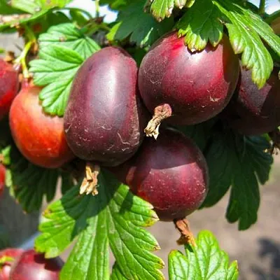 Крыжовник ЧЕРНОСЛИВОВЫЙ  Крыжовник ЧЕРНОСЛИВОВЫЙ в Тольятти