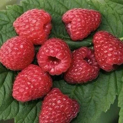 Малина ЗЮГАНА  Малина ЗЮГАНА в Тольятти