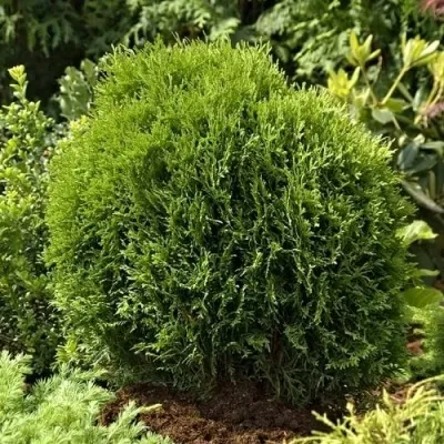 Туя ТИНИ ТИМ западная — описание сорта Туя ТИНИ ТИМ западная в Тольятти